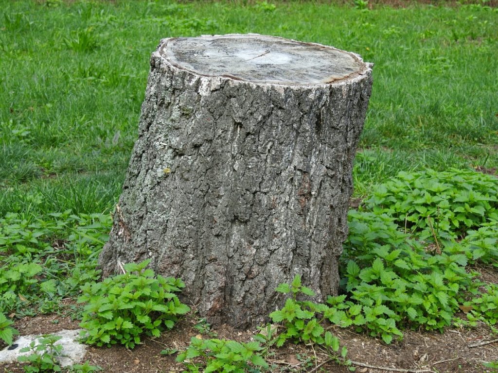木を伐採した後に残ったなかなか抜けない根っこの対処方法 お庭の手入れ 掃除の代行ならお庭の生活救急車