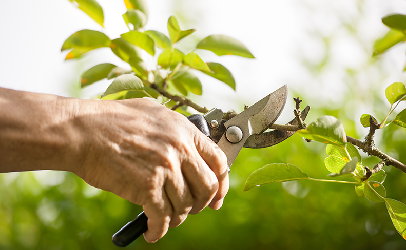 剪定における忌み枝の種類と切り方 お庭の手入れ 掃除の代行ならお庭の生活救急車