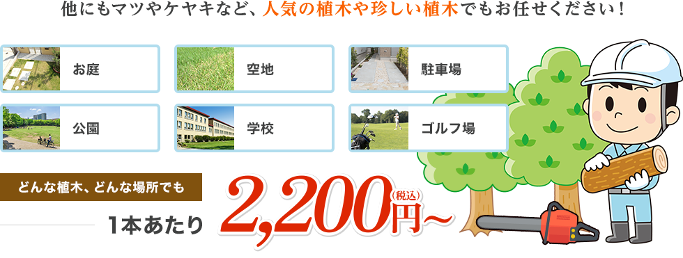 他にもマツやケヤキなど、人気の植木や珍しい植木でもお任せください！ お庭 空地 駐車場 公園 学校 ゴルフ場 どんな植木、どんな場所でも 1本あたり 2,000円(税抜)〜