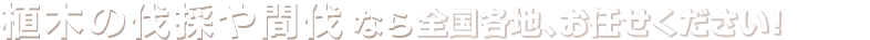 植木の伐採や間伐なら全国どこでもお任せください！
