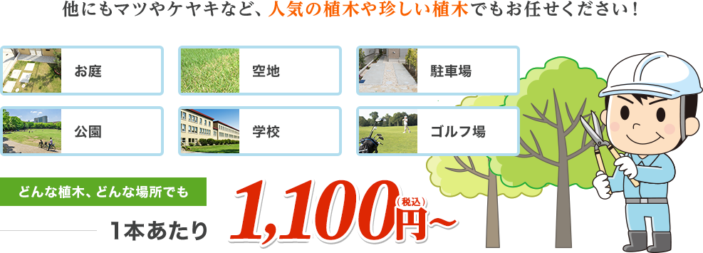 他にもマツやケヤキなど、人気の植木や珍しい植木でもお任せください！ お庭 空地 駐車場 公園 学校 ゴルフ場 どんな植木、どんな場所でも 1本あたり 1,000円(税抜)〜