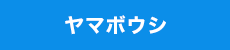 ヤマボウシ